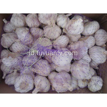 Bawang putih putih normal 6.0-6.5cm